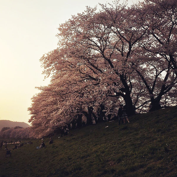 お花見シーズン到来！ おすすめの京都の花見場所 【京都八幡の背割堤さくら】